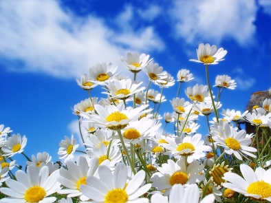 21 مارس هو عيد النيروز Flowers_128-800x600